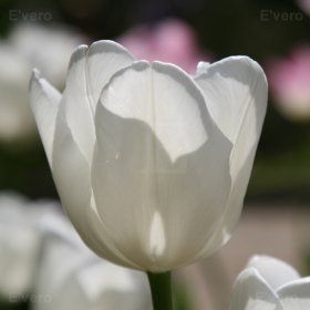 Le chant de la tulipe blanche