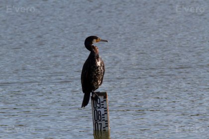 Grand cormoran - Juvénile - Marquenterre