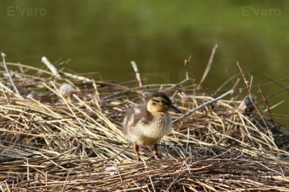 Colvert - Poussin sur un nid