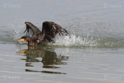 Grand cormoran - Frappant l'eau