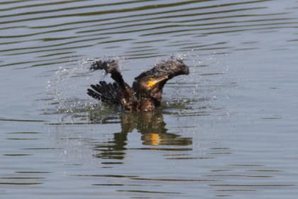 Grand cormoran - Frappant l'eau avec ses ailes
