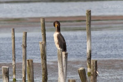 Grand cormoran - Juvénile