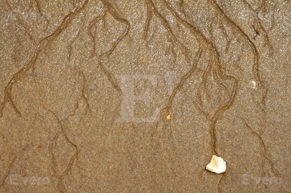Nervures sur sable mouillé