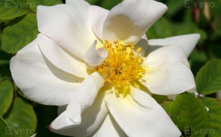 Rose blanche façon églantine